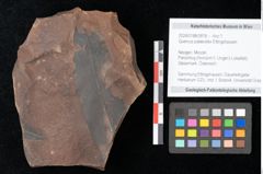 Foto (Objekt + Etikett) von Quercus palaeoilex Ettingshausen (NHMW-GEO-2024-0188-0818)